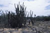 Venezuela_B12